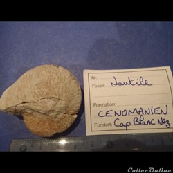 Cymatoceras