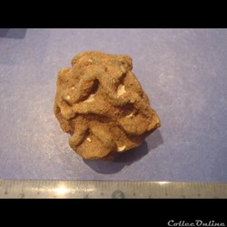 Exanthesis méandrina