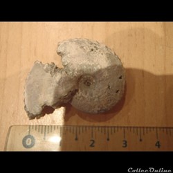 Ammonite indéterminée 8