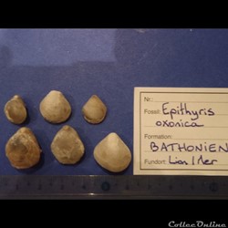 Epithyris oxonica