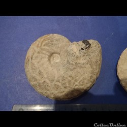 Schloenbachia varians