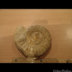 Ammonite indéterminée