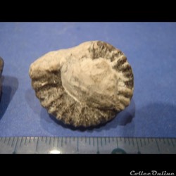 Ammonite indéterminée 18