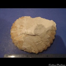 Mantelliceras mantelli