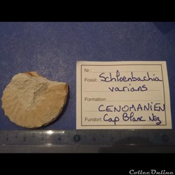 Schloenbachia varians