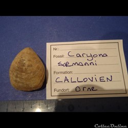 Caryona saemanni