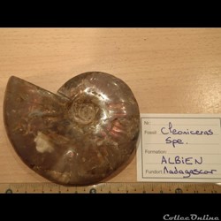 Cleoniceras sp.