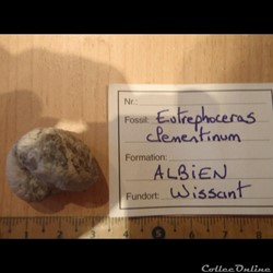 Eutrephoceras clementinum