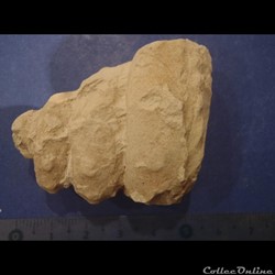 Turrilites sp.