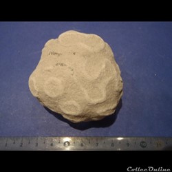 Exanthesis méandrina