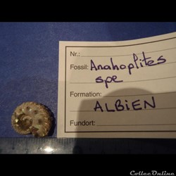 Anahoplites sp.