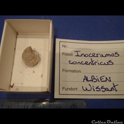 Inoceramus concentricus