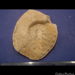 Schloenbachia varians