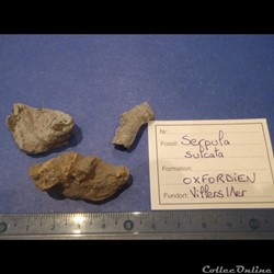 Serpula sulcata