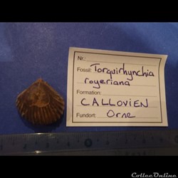 Thorquirynchia royeriana