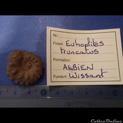 Euhoplites truncatus