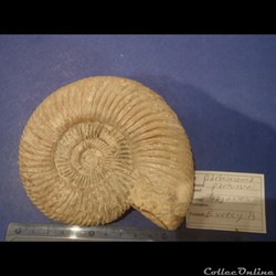 Parkinsonia parkinsoni