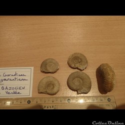 Garantiana garantiana