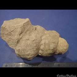 Turrilites sp.