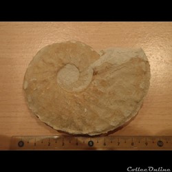 Schloenbachia varians