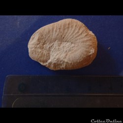 Scaphites obliquus