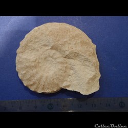 Schloenbachia varians