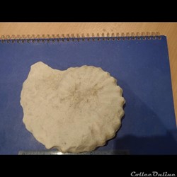 Acanthoceras