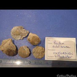Pecten subfibrosa