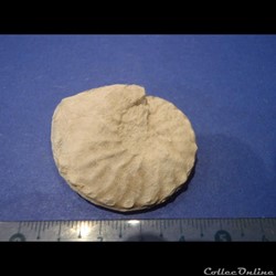 Schloenbachia varians