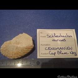 Schloenbachia varians