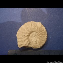 Schloenbachia varians