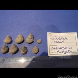 Encyclus meriani