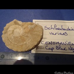 Schloenbachia varians