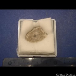 Pectinucula pectinata