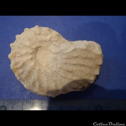 Schloenbachia varians