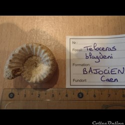 Teloceras blagdeni