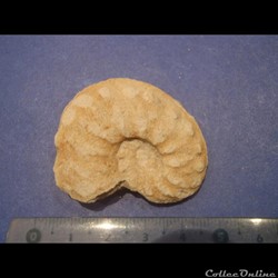 Schloenbachia varians