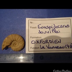Euaspidoceras douvillei