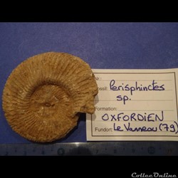 Perisphinctes sp.
