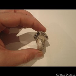 Cadoceras sp.
