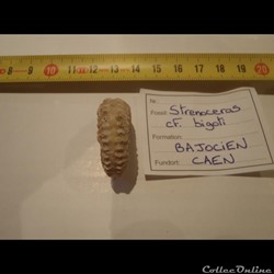Strenoceras cf. bigoti