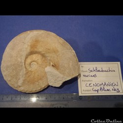 Schloenbachia varians