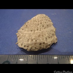 Plicatula radiola 2
