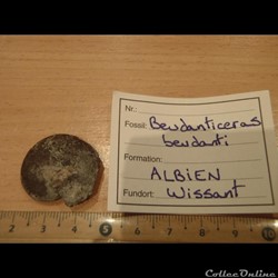 Beudanticeras beudanti