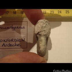 Sowerbyceras
