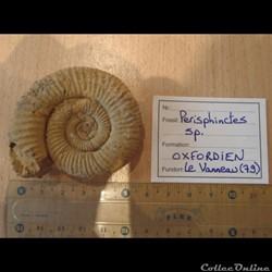 Perisphinctes sp.
