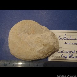 Schloenbachia varians