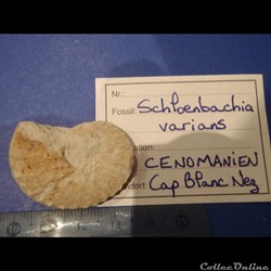 Schloenbachia varians