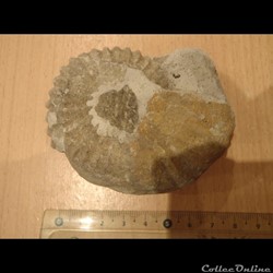 Mantelliceras mantelli
