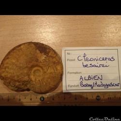 Cleoniceras besarei 6